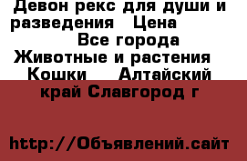 Девон рекс для души и разведения › Цена ­ 20 000 - Все города Животные и растения » Кошки   . Алтайский край,Славгород г.